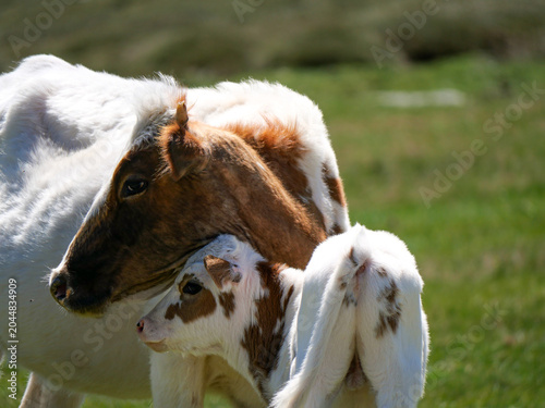 Adorable close-up of brown and white Corsican cows nuzzling in pasture Val d'Ese