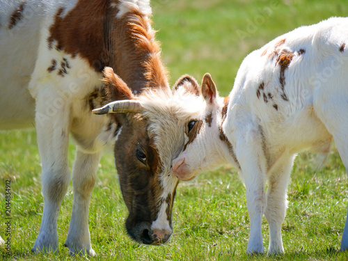 Mother cow and calf gentle moment in green pasture at Val d'Ese Corsica