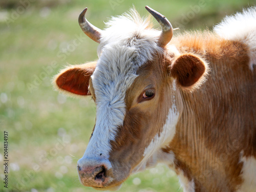 Corsican cow portrait with horns and gentle expression at Val d'Ese