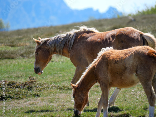 Mother horse with chestnut foal grazing together at Val d'Ese Corsica