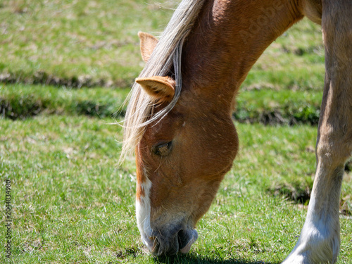 Close-up of chestnut horse grazing peacefully on green grass Val d'Ese Corsica