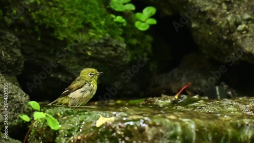 Warbling White-eye Zosterops japonicus Wild Bird