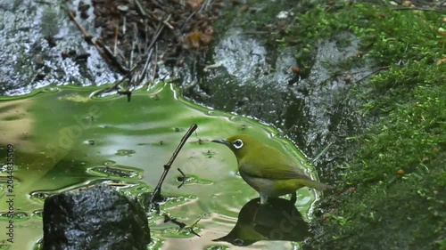 Warbling White-eye Zosterops japonicus Wild Bird