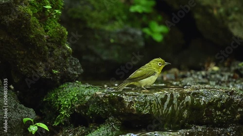 Warbling White-eye Zosterops japonicus Wild Bird