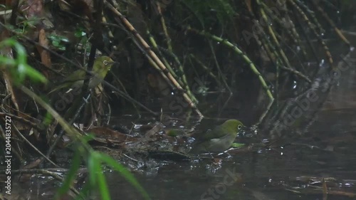 Warbling White-eye Zosterops japonicus Wild Bird