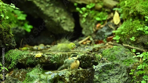 Warbling White-eye Zosterops japonicus Wild Bird