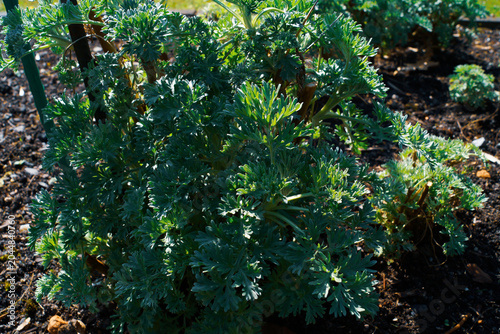Bylica 'Silver Mound' - Artemisia schmidtiana 'Silver Mound'