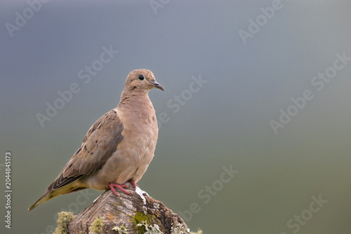 columbina picui, little pigeon