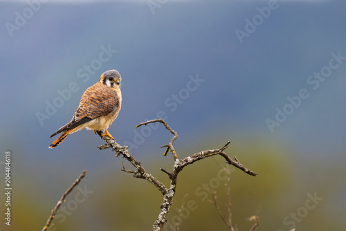 kestrel