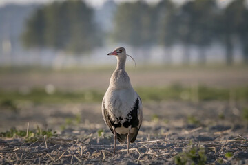 Elegant goose standing in a rural field at sunrise with soft natural bokeh background, wildlife bird photography captured in a peaceful countryside environment.