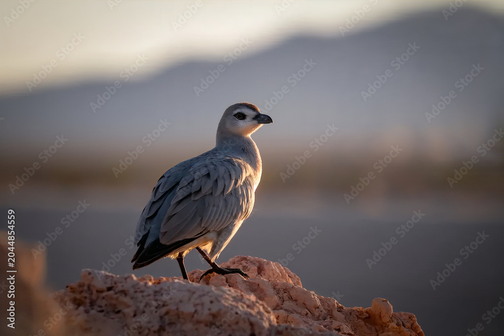 Fototapeta premium A beautiful wild bird perched on a rocky outcrop during golden hour, captured with shallow depth of field against a soft mountain landscape background.