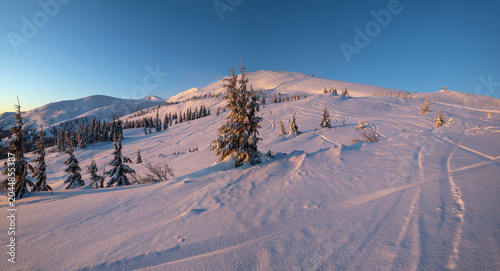 Alpine resort ski slopes and lifts. Pre sunrise morning Svydovets mountain ridge and snow-covered fir trees view, Dragobrat, Ukraine Carpathians.