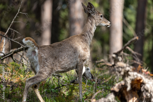 Hiking with Deer in Glacier National Park