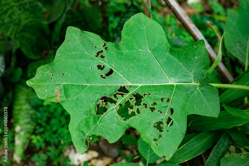 aubergine leaves with holes caused by leaf-eating grasshoppers