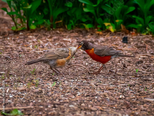Cuadro en lienzo An adult American robin feeding a fledgling chick on brown wood mulch with lush