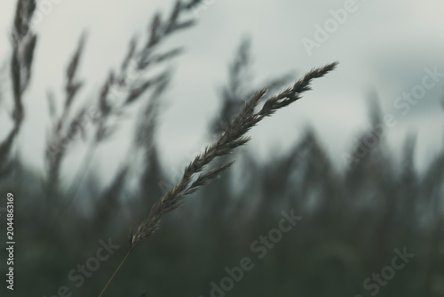 Single spear of wild grass in a field swaying in the wind on a cloudy, desaturated day, capturing concepts of freedom, nature, peace, and serenity outdoors
