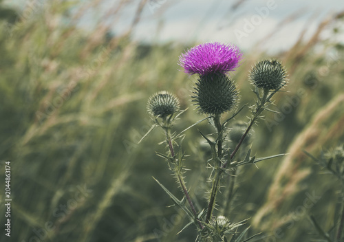 Purple thistle plant flowering in a wild field, its sharp spines protecting the vibrant blossom, representing resilience and natural beauty in untamed nature. Thistle scottish symbol photo
