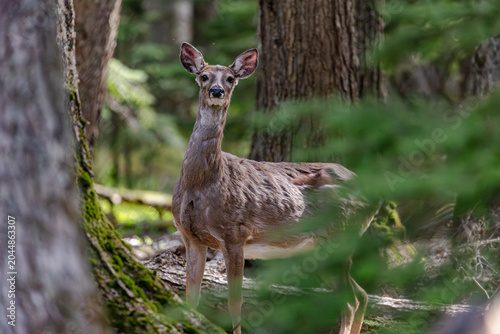 Beautiful Doe in Glacier National Park Forests