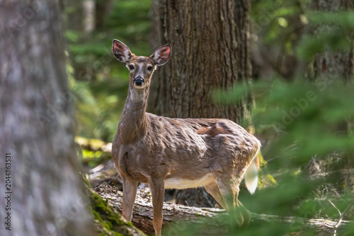 Beautiful Image of Wild Deer in Glacier National Park in Covered Vibrant Forest Vegetation, Montana National Park Wildlife, Deer in Forests