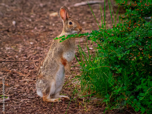 фотографія An alert eastern cottontail rabbit standing on its hind legs next to a green bus