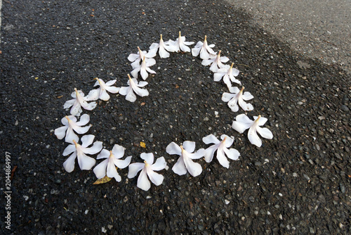 Фотография Heart worthy oleander asphalt flower petals