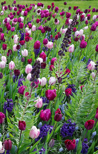 Beautiful spring garden with dark purple Fritillaria persica and vibrant tulips blooming in the sunlight. .