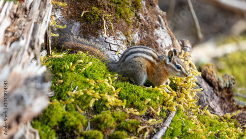 Fotografie A chipmunk in Montana's high forest climates