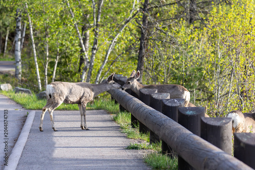 Deer Crossing Fence Over Road in Glacier National Park