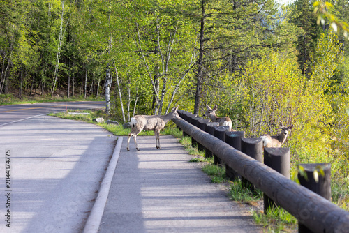 Deer on side of road in glacier national park, wildlife of glacier national park montana