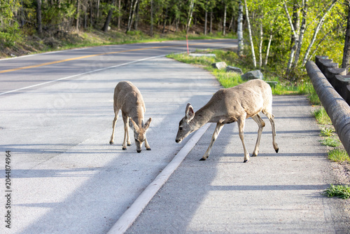 Deer Eating in Middle of Road in Glacier National Park