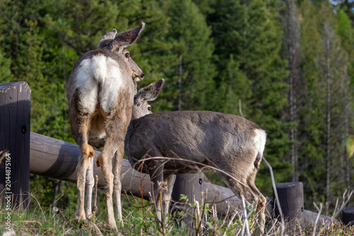 Wildlife of Montana National Parks, Glacier NP Deer