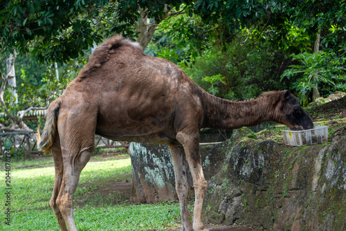 Bactrian camel stands in a grassy enclosure surrounded by trees, displaying its distinctive humps in natural daylight.
