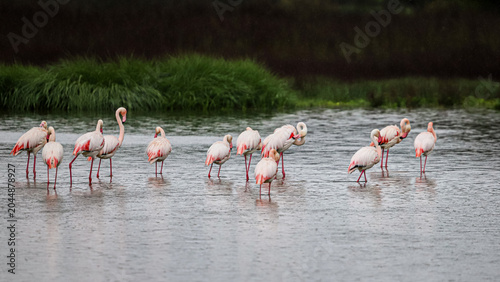 Fotografie A serene horizontal lineup of greater flamingos grooming themselves in the drizzling rain at Laguna de Fuente de Piedra, Andalusia, set against a backdrop of soft wetland grass