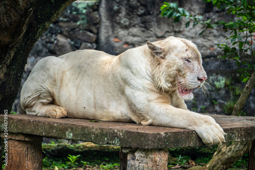 White tiger reclines comfortably on a platform, displaying powerful shoulders and a relaxed side profile.