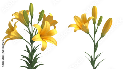 Photos Two stems of bright yellow lily flowers with green buds and leaves Vector