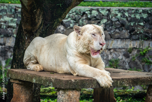 White tiger stretches across a wooden platform, revealing muscular form and distinctive pale striped fur.