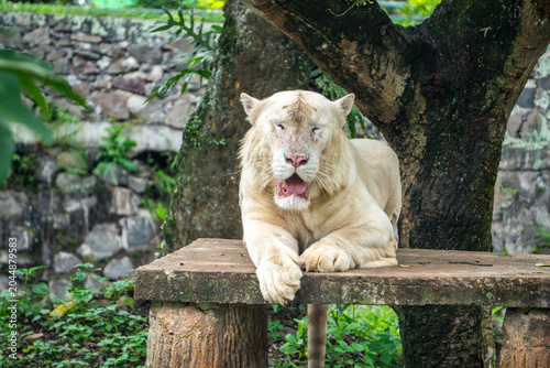 White tiger rests on a wooden platform beneath a large tree, displaying powerful features and a calm
