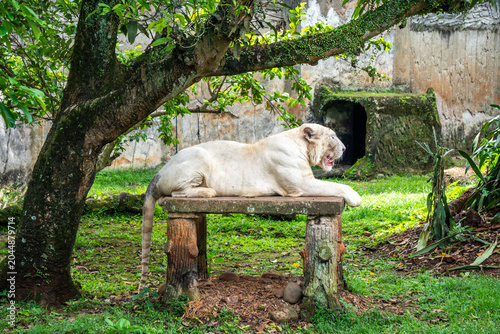 White tiger lounges on a raised platform beneath trees, creating a tranquil wildlife portrait in daylight.