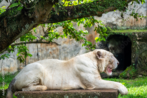White tiger relaxes beneath leafy branches, enjoying shade while resting peacefully in a natural enclosure.