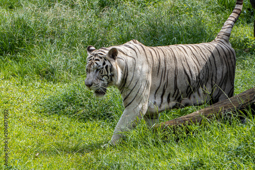 Elegant white tiger walks across lush grass while exploring its enclosure, showcasing natural predator instincts.