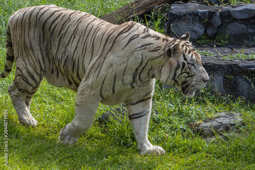 White tiger moves through tall grass in a zoo habitat, displaying strength and graceful feline movement.