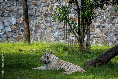 White tiger lies quietly beside a stone wall, creating a serene wildlife scene under natural daylight.