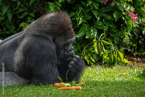 Western Lowland Gorilla sits quietly near lush vegetation, creating a thoughtful wildlife portrait in natural daylight.