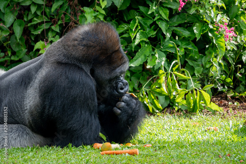 Gorilla sits quietly near lush vegetation, creating a thoughtful wildlife portrait in natural daylight.