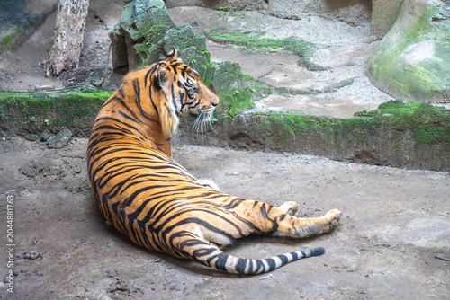 Sumatran tiger lounges near rocky terrain, showcasing distinctive stripes and natural feline elegance in daylight.
