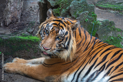 Sumatran tiger gazes toward the camera while relaxing in a zoo habitat, revealing powerful features and calm confidence.