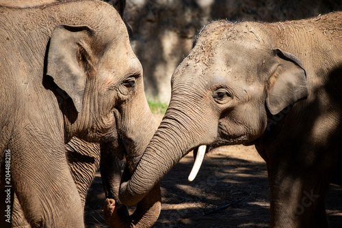 Photography elephants in the zoo