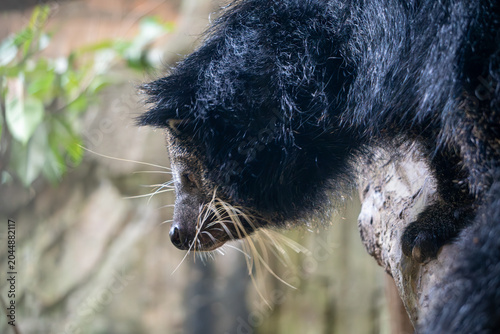 Binturong leans forward while feeding on a branch, revealing dense fur and distinctive facial features.