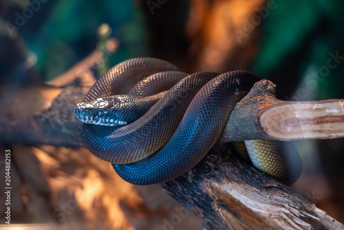 Fire eel rests along driftwood inside a tropical aquarium, displaying its elongated body and distinctive markings.