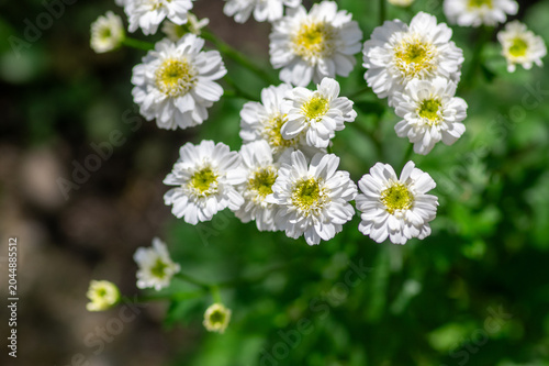 Tableau sur toile Tanacetum parthenium double white feverfew flowers macro in bloom, double feverf